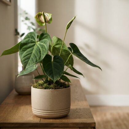 Anthurium ceronii
