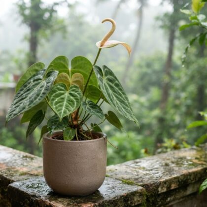 Anthurium cerrateae