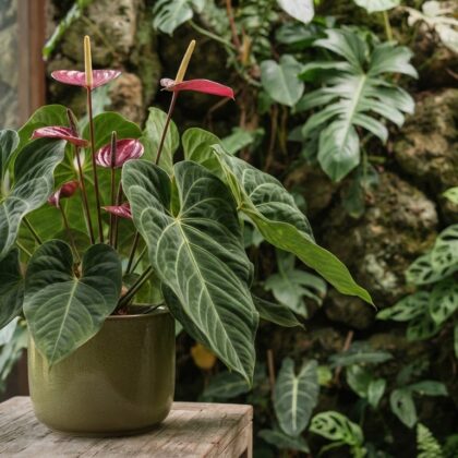 Anthurium cerrocampanense