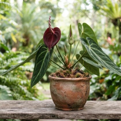 Anthurium cerropelonense