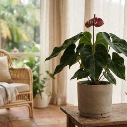 Anthurium cerropirrense