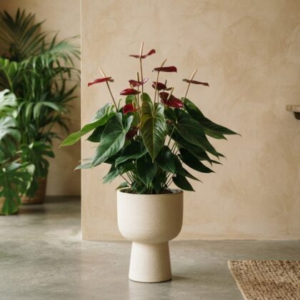 Anthurium cerrosantiagoense