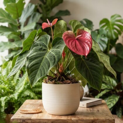 Anthurium chamberlainii