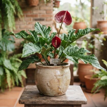 Anthurium chamulense