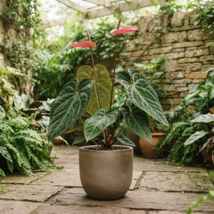 Anthurium chequitavense