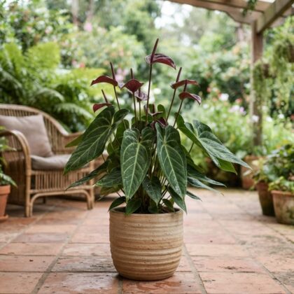 Anthurium chinchipense