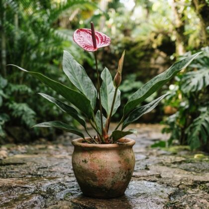 Anthurium chinimense