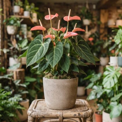 Anthurium chiriquense