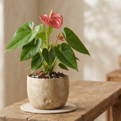 Anthurium christeliae