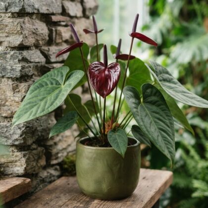 Anthurium chucantiense
