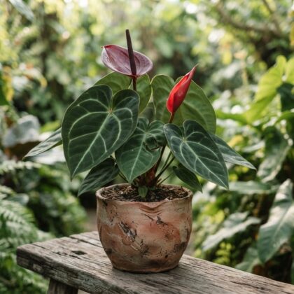 Anthurium chucunesense