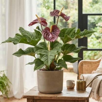 Anthurium churchilliorum