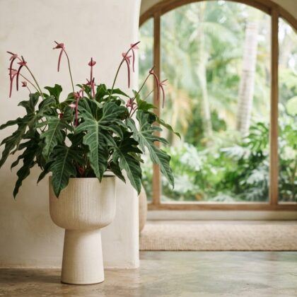 Anthurium churutense