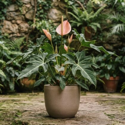 Anthurium cirinoi