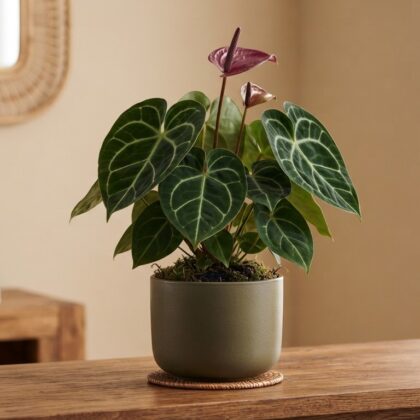 Anthurium clarinervium