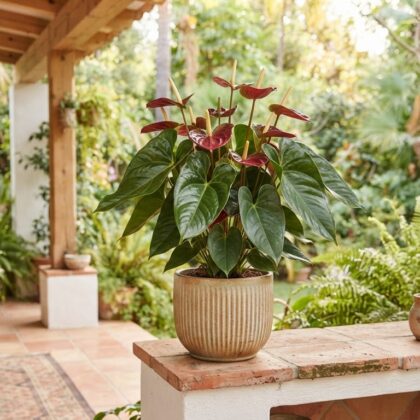 Anthurium clarkei