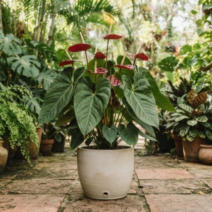 Anthurium clewellii