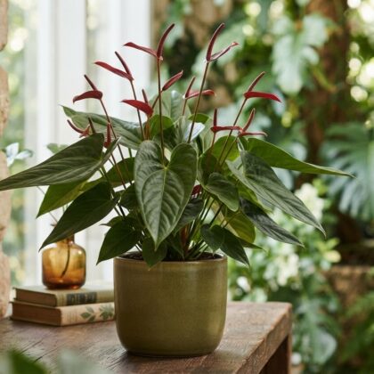 Anthurium cocornaense