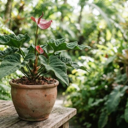 Anthurium cogolloanum