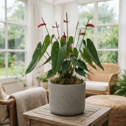 Anthurium coicoyanense