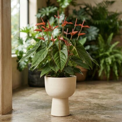 Anthurium coleomischum