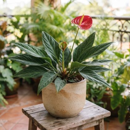 Anthurium collinsii