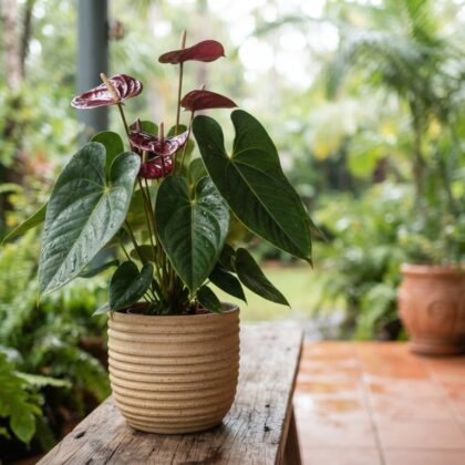 Anthurium coloradense