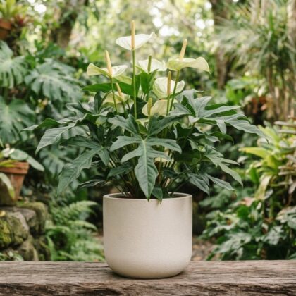 Anthurium conjunctum