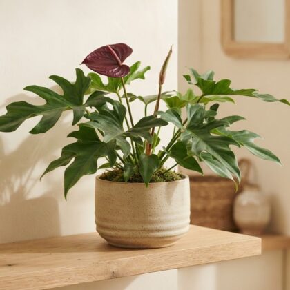 Anthurium consimile
