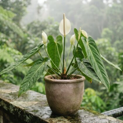 Anthurium consobrinum