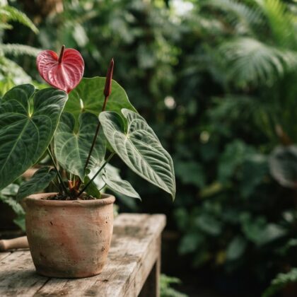 Anthurium plant with glossy green leaves and a pink heart-shaped flower in a clay pot on a wooden bench.