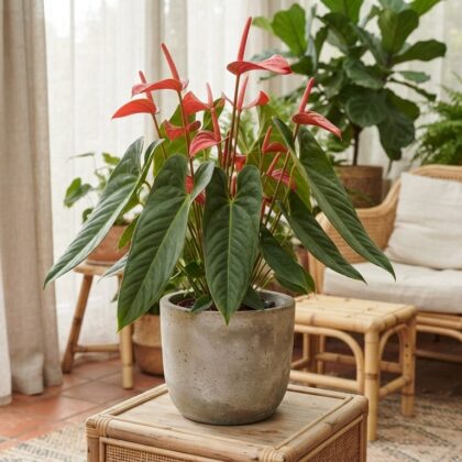 Potted Anthurium corallinum with glossy green leaves and bright red spathes in a sunroom.