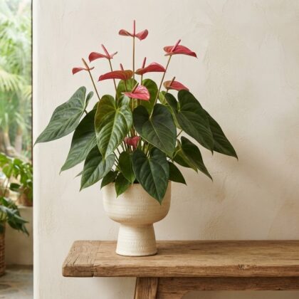 Anthurium cordatotriangulum