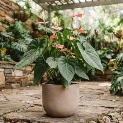 Anthurium cordulatum