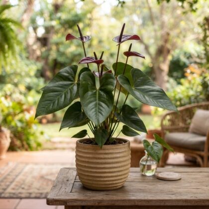 Anthurium cornejoi