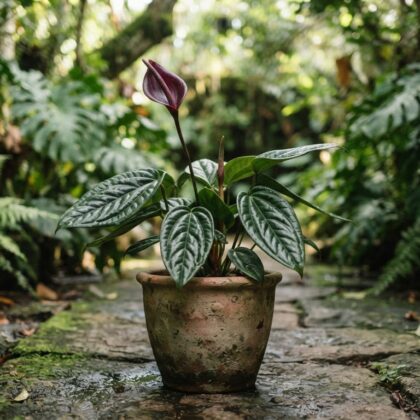 Anthurium correae