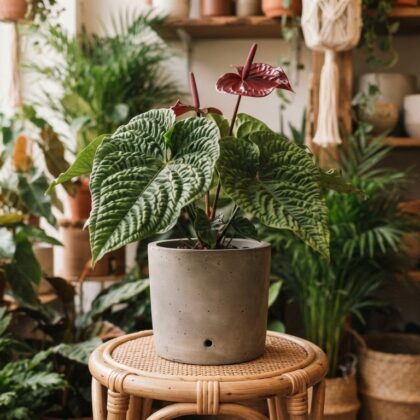 Anthurium corrugatum