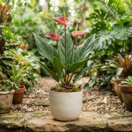 Anthurium cowanii
