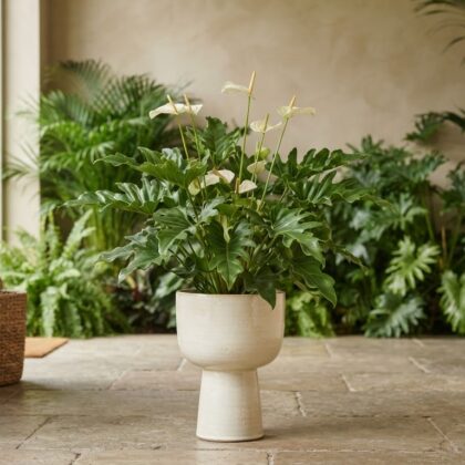 Anthurium crenatum