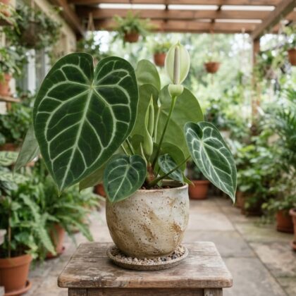 Anthurium crystallinum