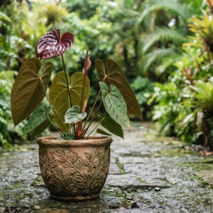 Anthurium cupreonitens