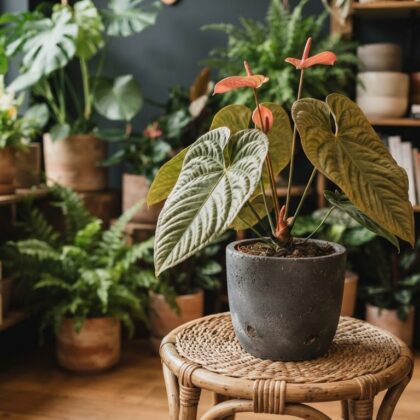 Anthurium cupreum