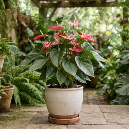 Anthurium curtipedunculum