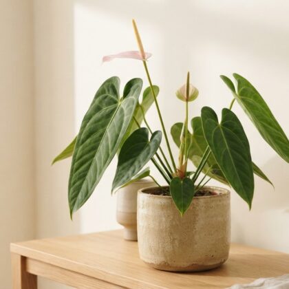 Anthurium curtispadix