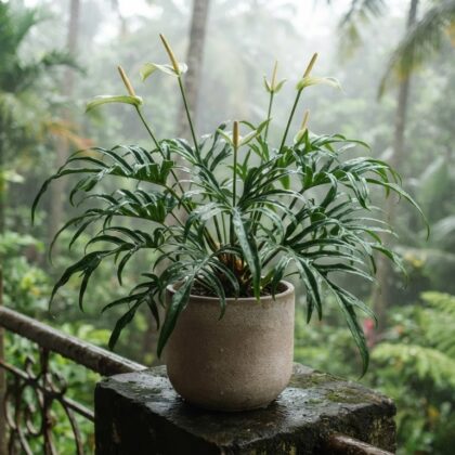 Anthurium curvatum