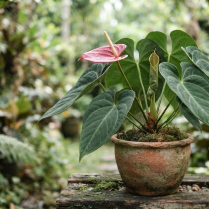 Anthurium cuspidiferum in a terracotta pot on a wooden ledge outdoors.