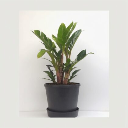 Zamioculcas Zamiifolia