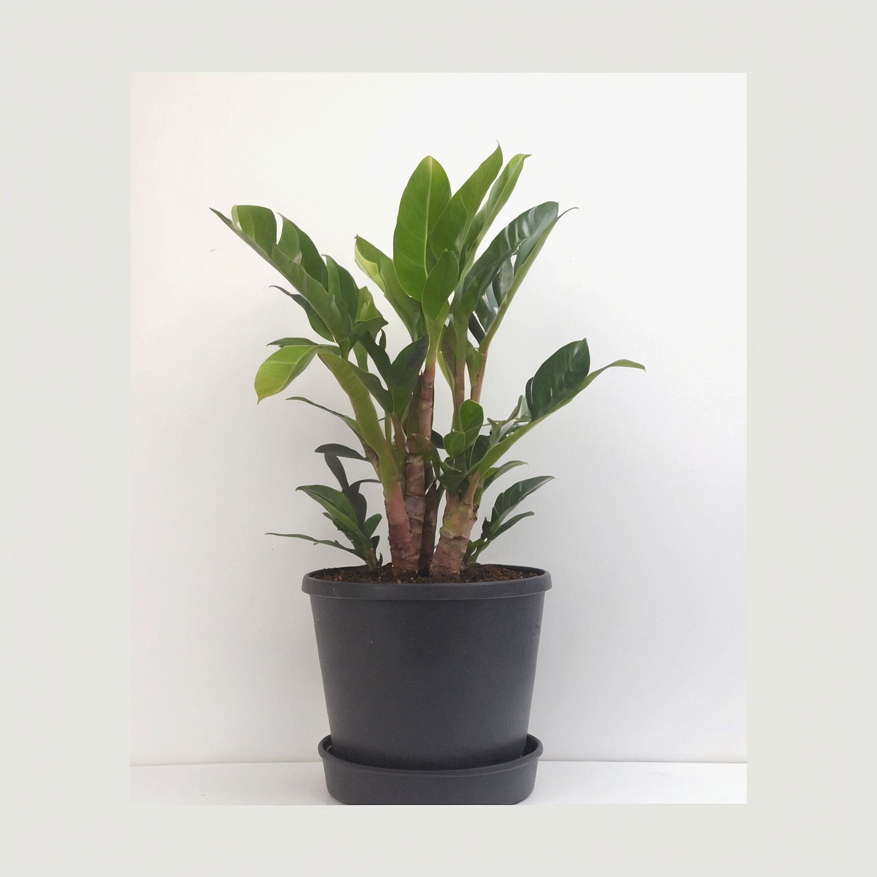 Zamioculcas Zamiifolia