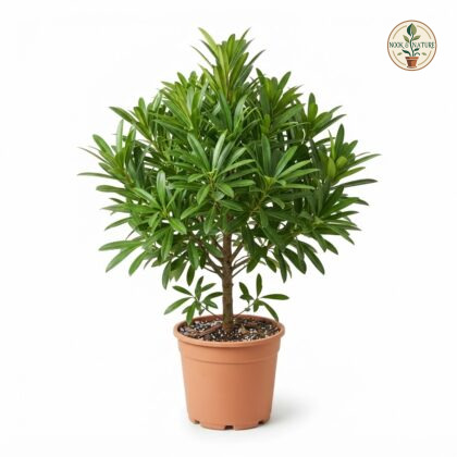 Nageia_Nagi_plant_in_pot_202609071237
