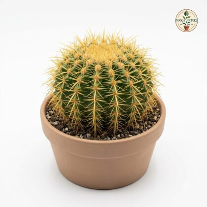 Notocactus_Grusonii_in_nursery_pot_202609071237